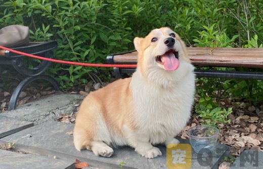 柯基夏天掉毛严重怎么办？